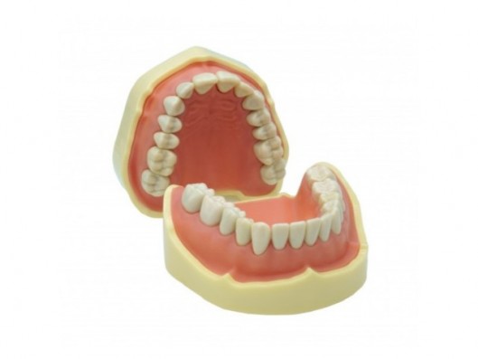 MANDIBULA PARA MODELOS DE...