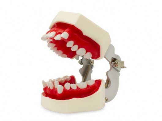 TRIPODONTO PARA PRÁCTICA DE...