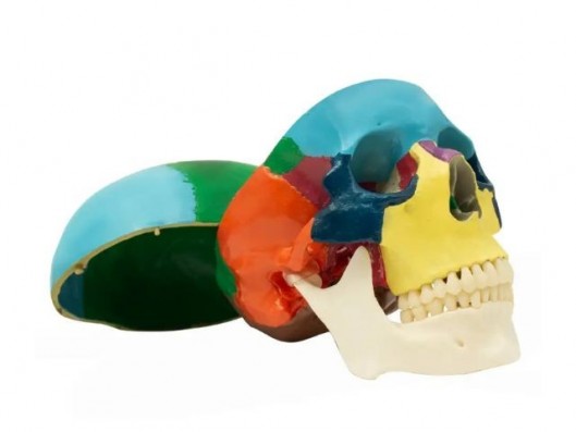 CRÁNEO HUMANO DIDÁCTICO CON...