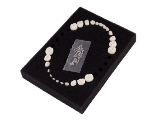 SET 24 DIENTES REPOSICIÓN...