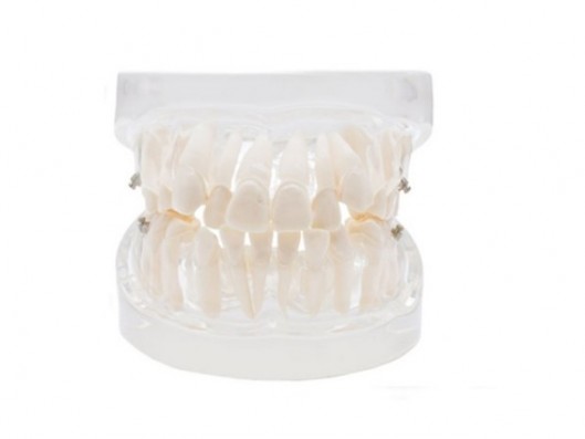 MODELO DENTAL PARA PRACTICA...