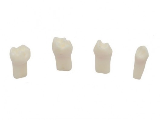 SET DIENTES PARA PULPOTOMIA...